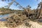 Photograph of fallen trees in Yarramundi Reserve in regional Australia