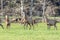 Photograph of farmed Deer grazing in a green field in New Zealand