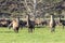 Photograph of farmed Deer grazing in a green field in New Zealand