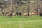 Photograph of farmed Deer grazing in a green field in New Zealand