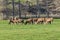 Photograph of farmed Deer grazing in a green field in New Zealand