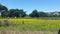 Photograph of Field of yellow Wild Flowers and Oak Trees