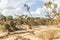 Photograph of flood damaged trees along the Nepean River in Australia