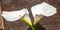 Photograph of the flower of the calla. The plant of the calla is native to Central Africa and not many people know it by its scien