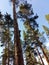 Photograph forest pines trees squirrel