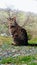 Photograph of a Grey Tabby Pet Cat