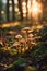 photograph of a group of mushrooms illuminated with sunlight in the forest