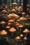 photograph of a group of mushrooms illuminated with sunlight in the forest