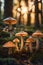 photograph of a group of mushrooms illuminated with sunlight in the forest