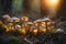 photograph of a group of mushrooms illuminated with sunlight in the forest