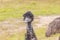 Photograph of the head and neck of an Australian Emu in Australia