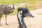 Photograph of the head and neck of an Australian Emu in Australia