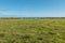 Photograph of a herd of black cows on King Island