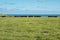 Photograph of a herd of black cows on King Island