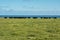 Photograph of a herd of black cows on King Island