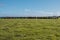 Photograph of a herd of black cows on King Island