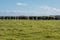 Photograph of a herd of black cows on King Island