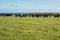 Photograph of a herd of black cows on King Island