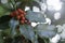 Photograph of holly leaves with red berries, very bright background with sparkles.