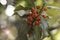 Photograph of holly leaves with red berries, very bright background with sparkles.