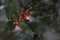 Photograph of holly leaves with red berries, very bright background with sparkles.