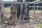 Photograph of a Kelp processing facility on King Island