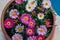 Photograph of a kind of pink daisies in the house basket.