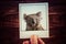 Photograph of koala on wooden table background.