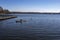 Photograph of the kralingse Plas ducks swiming views of nature and city