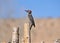 A photograph of a ladder back woodpecker on a post