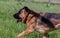 photograph of a large half-breed dog running on the lawn.