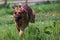 photograph of a large half-breed dog running on the lawn.