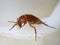 Photograph of a large red beetle on the edge of the white plastic container.