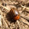 Photograph of a mature striped Colorado potato beetle, against a background of dried grass