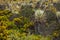 Photograph of a native plant of the pÃ¡ramo, intertropical alpine ecosystem frailejon, Asteraceae