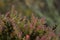 Photograph of a native plant of the pÃ¡ramo, intertropical alpine ecosystem frailejon, Asteraceae