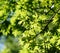 A photograph of oak leaves with the sun shinning behind them