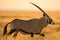 A photograph of an oryx walking in long dry yellow grass