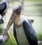 Photograph of Painted Stork looking angrily in a zoo