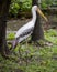 Photograph of Painted Stork walking freely in a zoo