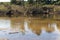 Photograph of a Pelican in the Nepean River in Yarramundi Reserve in regional Australia
