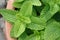 photograph of peppermint or potted mint, aromatic herb