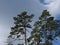 A photograph of pine tree canopies under the cloudy sky