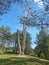 photograph of pine tree with three branches located in Castellar del riu in the Bergueda of Catalonia Spain