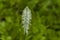 Photograph of plantain or plantago flower blooming in springtime, Sofia