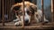 Photograph of poor abandoned dog in an old cage. Behind rusty bars.