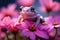 photograph of purple flowers with a small frog