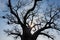 A photograph of the rising sun shining through the branches of an ancient Baobab tree