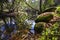 Photograph of roots, leaves and reflections in the water.