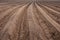 Photograph of rows of planted potatoes in a field from a low point of view